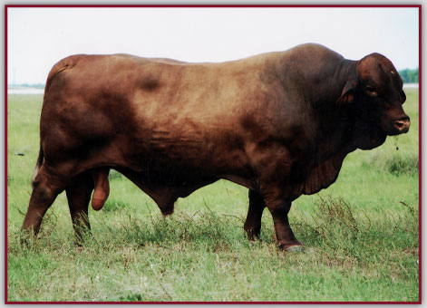 Bieri Farms Santa Getrudis Bull