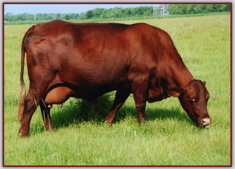 Bieri SAnta Gertrudis Cows